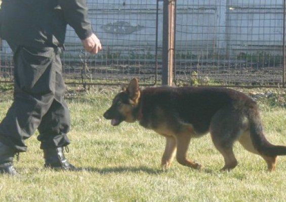 Cooperare în domeniul creşterii şi dresării câinilor de serviciu